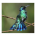 Colibri Esverdeado
